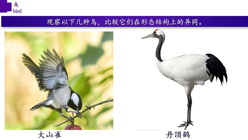 5.1.6+鸟-【精华备课】2023-2024学年八年级生物上册同步教学课件(人教版)06