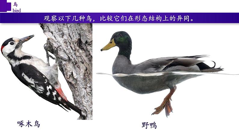 5.1.6+鸟-【精华备课】2023-2024学年八年级生物上册同步教学课件(人教版)07