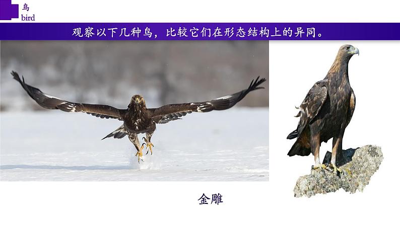 5.1.6+鸟-【精华备课】2023-2024学年八年级生物上册同步教学课件(人教版)08