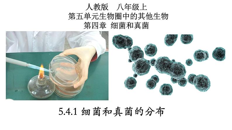 5.4.1+细菌和真菌的分布-【精华备课】2023-2024学年八年级生物上册同步教学课件(人教版)01