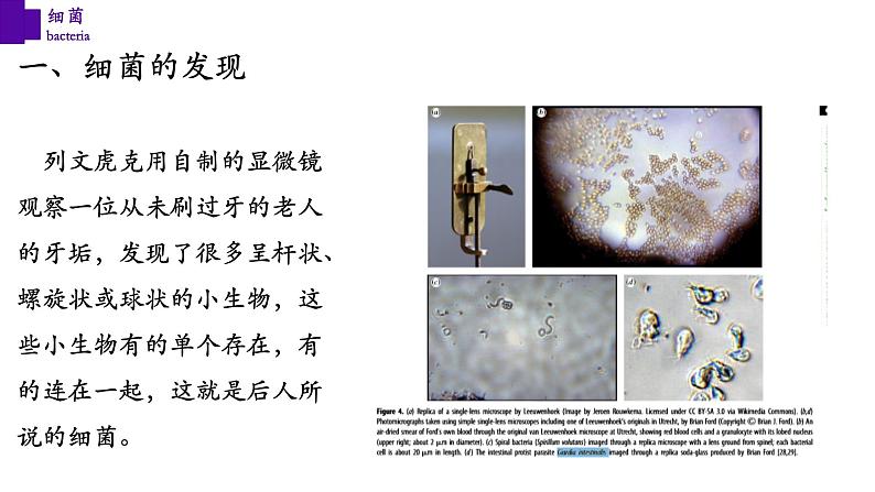 5.4.2 细菌第5页