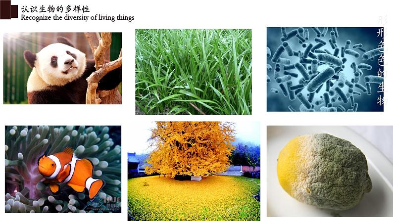 6.2+认识生物的多样性-【精华备课】2023-2024学年八年级生物上册同步教学课件(人教版)03