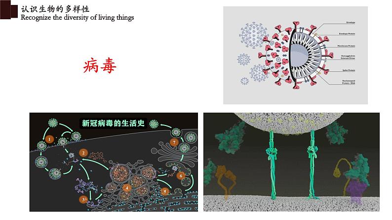 6.2+认识生物的多样性-【精华备课】2023-2024学年八年级生物上册同步教学课件(人教版)07