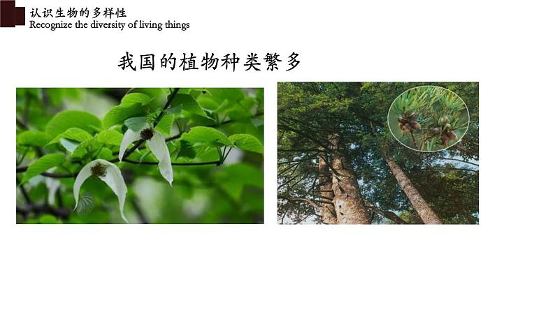 6.2+认识生物的多样性-【精华备课】2023-2024学年八年级生物上册同步教学课件(人教版)08