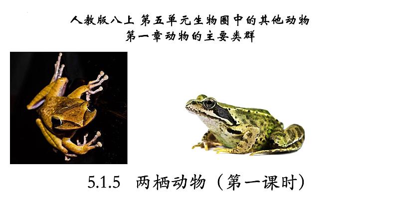 5.1.5 两栖动物(第一课时)-【精华备课】2023-2024学年八年级生物上册同步教学课件(人教版)01