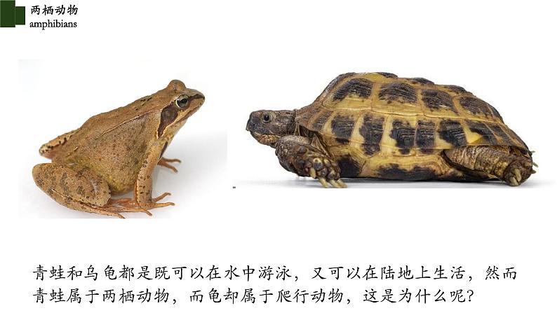 5.1.5 两栖动物(第一课时)-【精华备课】2023-2024学年八年级生物上册同步教学课件(人教版)02