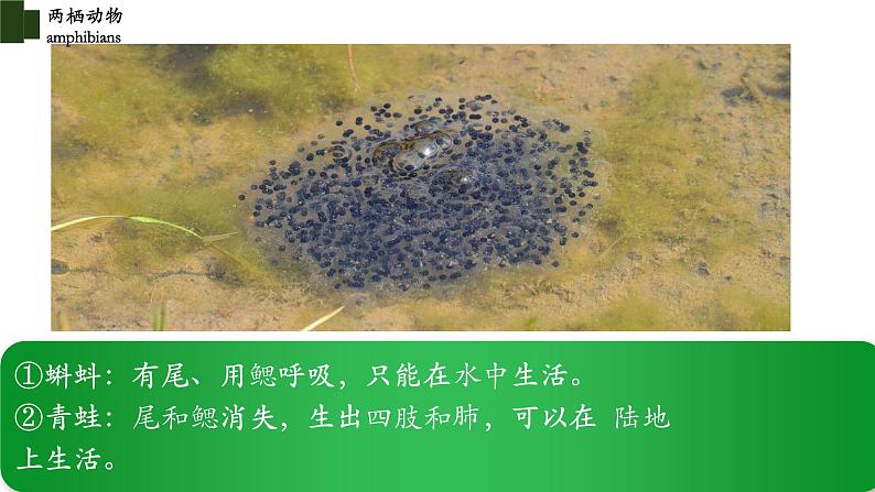 5.1.5 两栖动物(第一课时)-【精华备课】2023-2024学年八年级生物上册同步教学课件(人教版)05