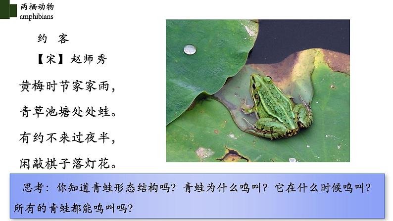 5.1.5 两栖动物(第一课时)-【精华备课】2023-2024学年八年级生物上册同步教学课件(人教版)07