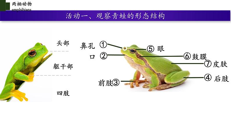 5.1.5 两栖动物(第一课时)-【精华备课】2023-2024学年八年级生物上册同步教学课件(人教版)08