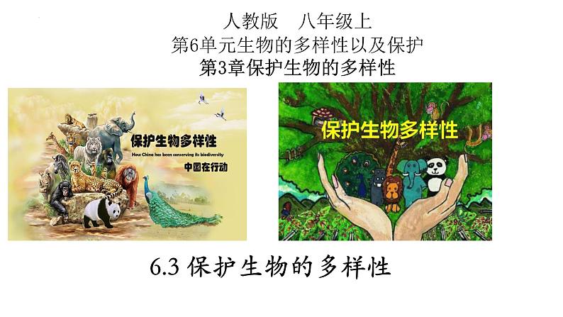 6.3+保护生物多样性-2023-2024学年八年级生物上册同步教学课件(人教版)01