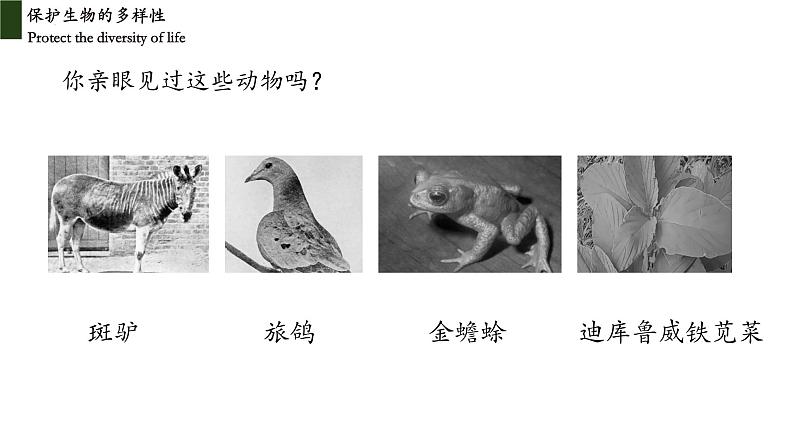 6.3+保护生物多样性-2023-2024学年八年级生物上册同步教学课件(人教版)02