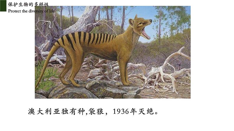 6.3+保护生物多样性-2023-2024学年八年级生物上册同步教学课件(人教版)06