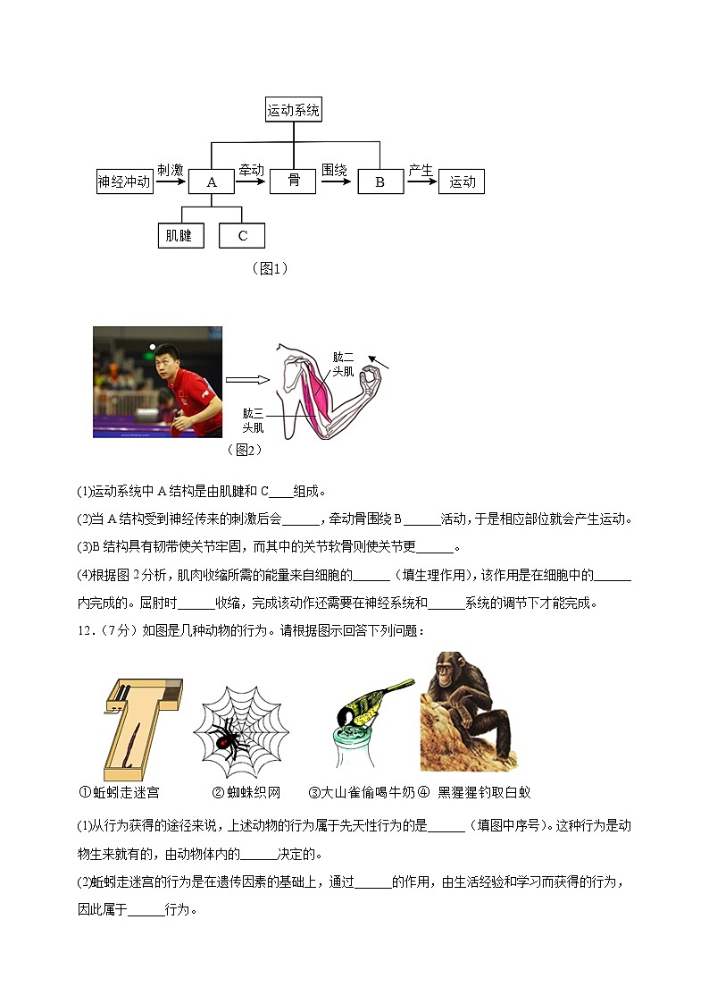 2023-2024学年苏科版八年级上册生物第十七章《动物的运动与行为》单元检测卷(含答案解析)第3页