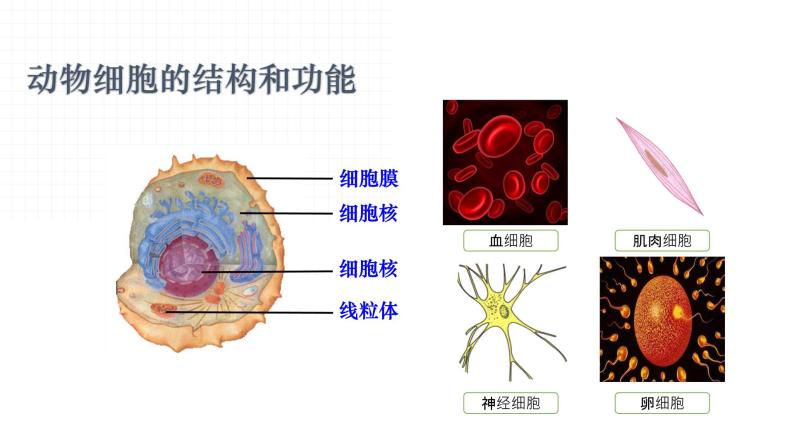 4.1.1 植物体的结构层次（教学课件）-2022-2023学年八年级生命科学同步精品课堂（沪教版第二册）01