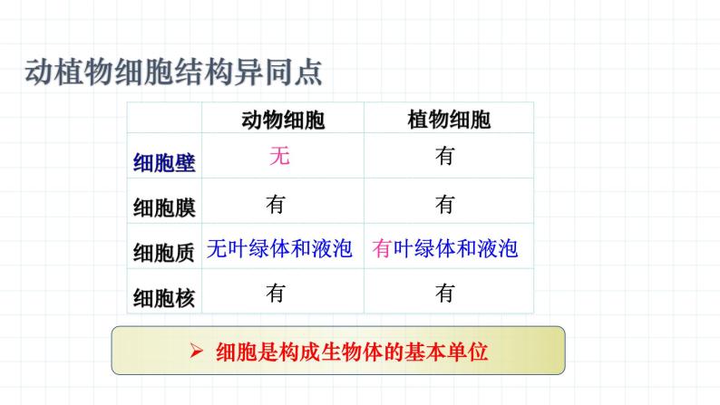 4.1.1 植物体的结构层次（教学课件）-2022-2023学年八年级生命科学同步精品课堂（沪教版第二册）06