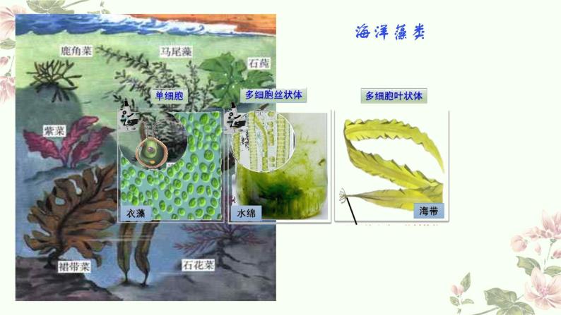 4.1.2 植物的基本类群（教学课件）-2022-2023学年八年级生命科学同步精品课堂（沪教版第二册）07