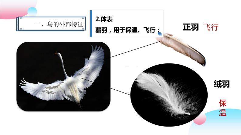 4.2.1 脊椎动物（三）鸟类（教学课件）-2022-2023学年八年级生命科学同步精品课堂（沪教版第二册）05