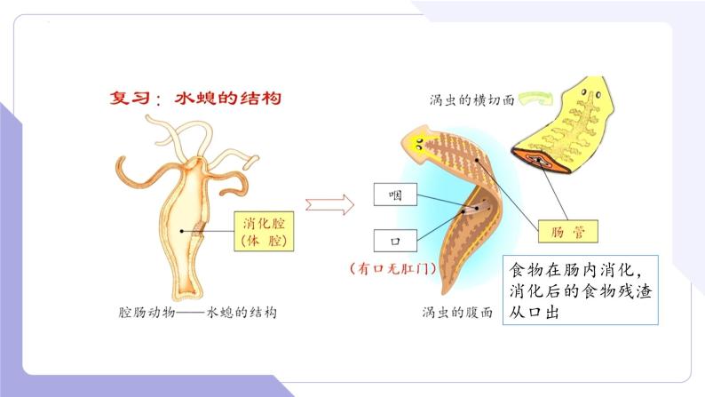 4.2.2 无脊椎动物（二） 扁形动物、线虫动物（教学课件）-2022-2023学年八年级生命科学同步精品课堂（沪教版第二册）06