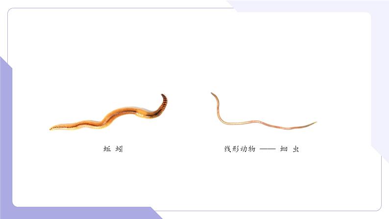 4.2.2+无脊椎动物(三)+环节动物、软体动物(教学课件)-2022-2023学年八年级生命科学同步精品课堂(沪教版第二册)第2页