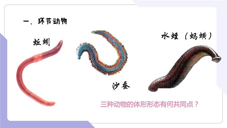 4.2.2+无脊椎动物(三)+环节动物、软体动物(教学课件)-2022-2023学年八年级生命科学同步精品课堂(沪教版第二册)第3页