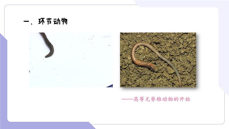 4.2.2+无脊椎动物(三)+环节动物、软体动物(教学课件)-2022-2023学年八年级生命科学同步精品课堂(沪教版第二册)第5页