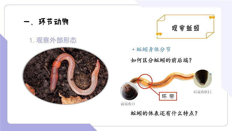 4.2.2+无脊椎动物(三)+环节动物、软体动物(教学课件)-2022-2023学年八年级生命科学同步精品课堂(沪教版第二册)第7页