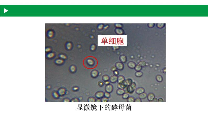 4.3.1 微生物（一）真菌（教学课件）-2022-2023学年八年级生命科学同步精品课堂（沪教版第二册）05