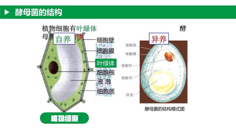 4.3.1 微生物（一）真菌（教学课件）-2022-2023学年八年级生命科学同步精品课堂（沪教版第二册）06