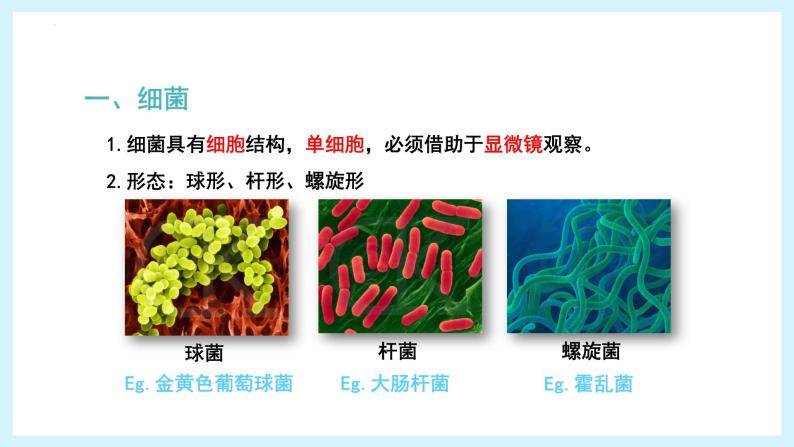 4.3.1+微生物（二）细菌（教学课件）-2022-2023学年八年级生命科学同步精品课堂（沪教版第二册）06