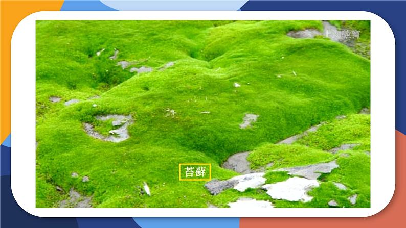 5.3+生态系统的稳定性(教学课件)-2022-2023学年八年级生命科学同步精品课堂(沪教版第二册)第5页