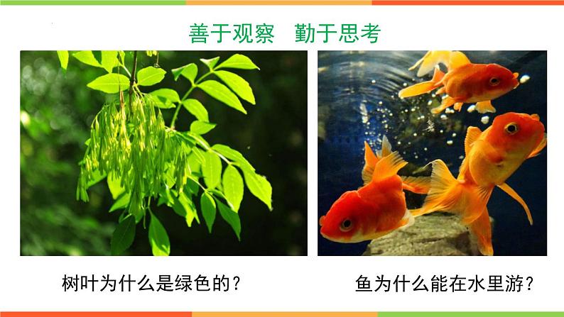 1.4+学习探究课件++-2023-2024学年冀少版生物七年级上册第3页