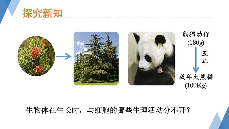1.2.1+细胞——细胞的生长与分裂课件+2023-2024学年冀少版生物七年级上册第3页