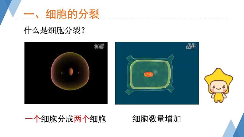 1.2.1+细胞——细胞的生长与分裂课件+2023-2024学年冀少版生物七年级上册第4页