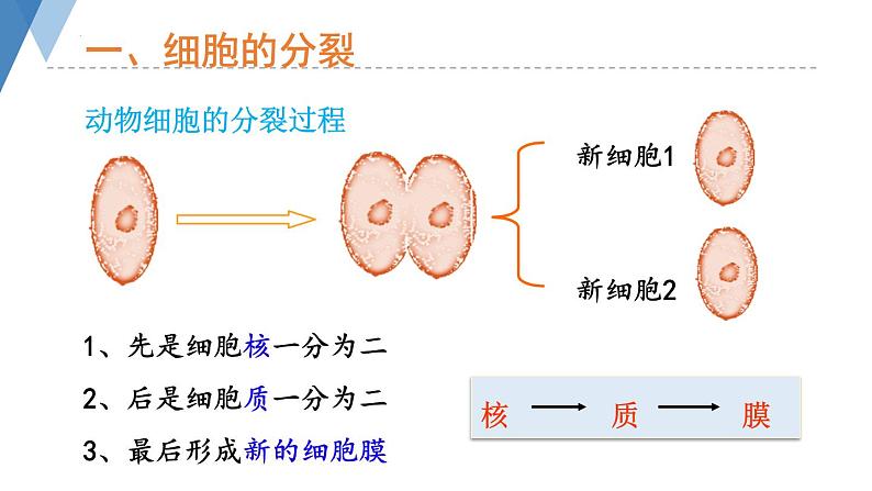 1.2.1+细胞——细胞的生长与分裂课件+2023-2024学年冀少版生物七年级上册第5页