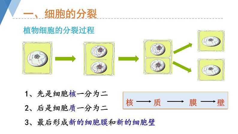 1.2.1+细胞——细胞的生长与分裂课件+2023-2024学年冀少版生物七年级上册第6页