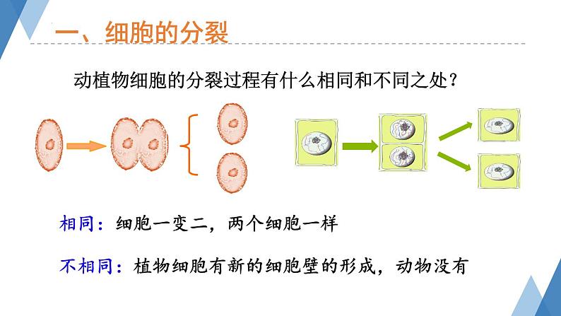 1.2.1+细胞——细胞的生长与分裂课件+2023-2024学年冀少版生物七年级上册第7页