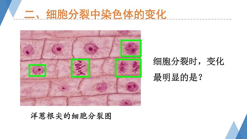 1.2.1+细胞——细胞的生长与分裂课件+2023-2024学年冀少版生物七年级上册第8页
