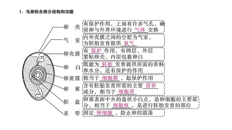 7.1.4+鸟的生殖和发育课件2023--2024学年人教版生物八年级下册 - 副本第2页