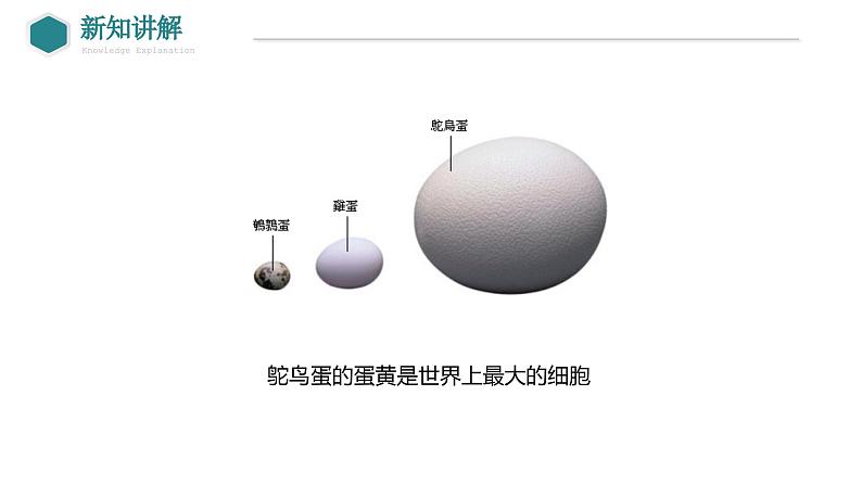 7.1.4+鸟的生殖和发育课件2023--2024学年人教版生物八年级下册 - 副本第8页