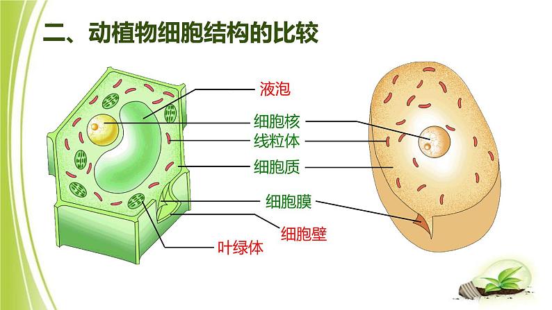 1.2.1-2细胞的结构课件+2023-2024学年冀少版生物七年级上册 (1)06