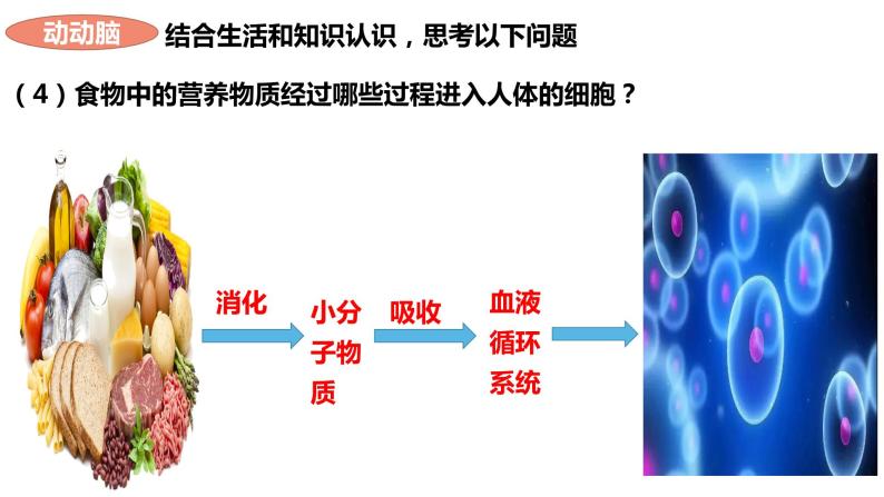 人教版生物七年级下册 4.2.2 消化和吸收（第1课时） 同步课件+视频素材04