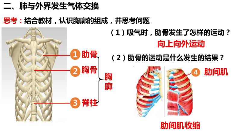 人教版生物七年级下册 4.3.2 发生在肺内的气体交换 同步课件+视频素材08