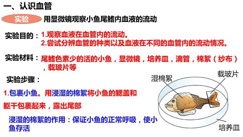 人教版生物七年级下册 4.4.2 血流的管道—血管 同步课件+视频素材03