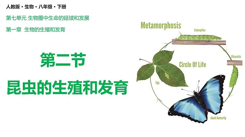 7.1.2 昆虫的生殖与发育(课件)-2023-2024学年人教版生物八年级下册02