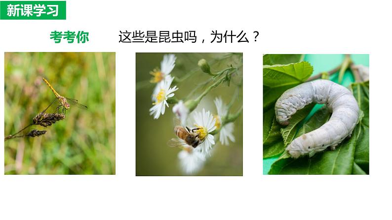 7.1.2 昆虫的生殖与发育(课件)-2023-2024学年人教版生物八年级下册03