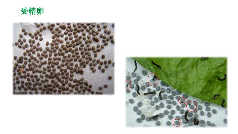 7.1.2 昆虫的生殖与发育(课件)-2023-2024学年人教版生物八年级下册08