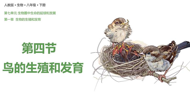 7.1.4 鸟的生殖与发育(课件)-2023-2024学年人教版生物八年级下册02