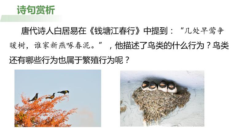 7.1.4 鸟的生殖与发育(课件)-2023-2024学年人教版生物八年级下册03