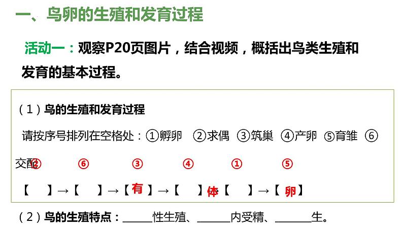 7.1.4 鸟的生殖与发育(课件)-2023-2024学年人教版生物八年级下册04