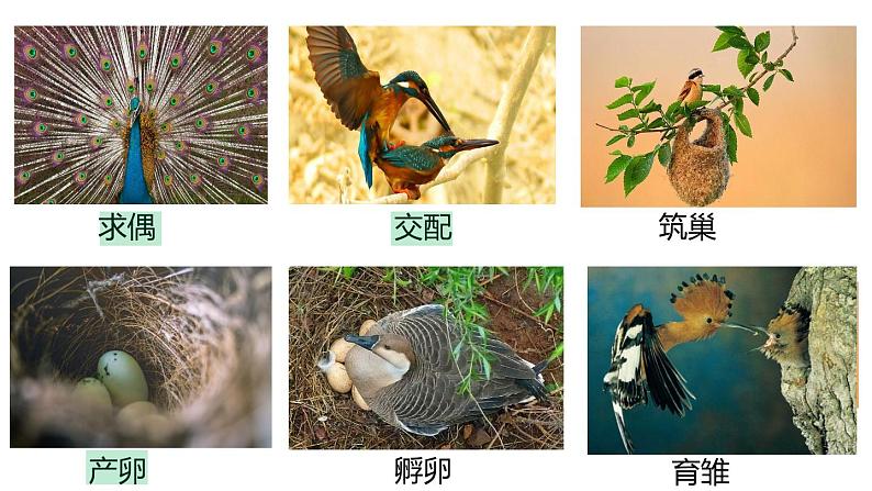 7.1.4 鸟的生殖与发育(课件)-2023-2024学年人教版生物八年级下册05